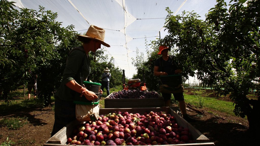 Seasonal work schemes not for working citizens