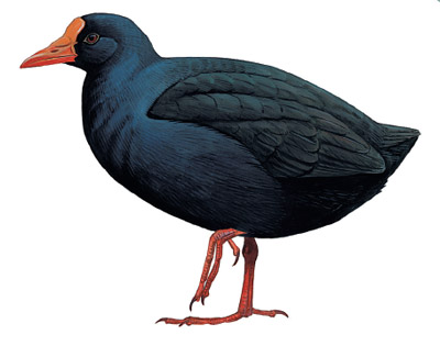 Samoa Observer | Two native bird species also categorised 'critically