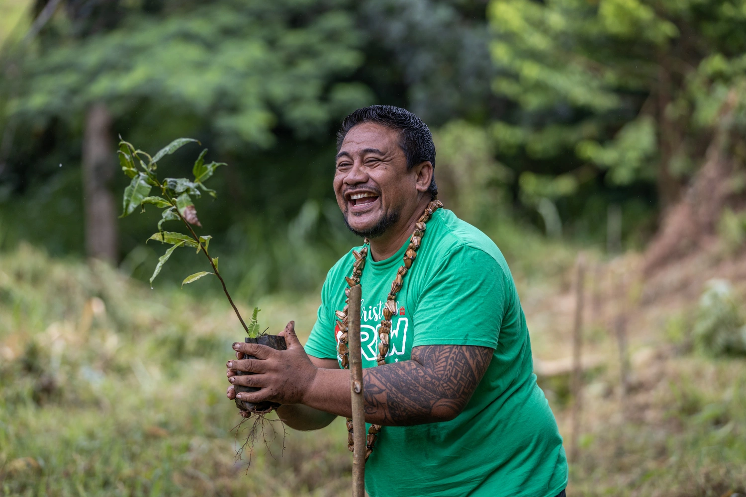 3million trees on track