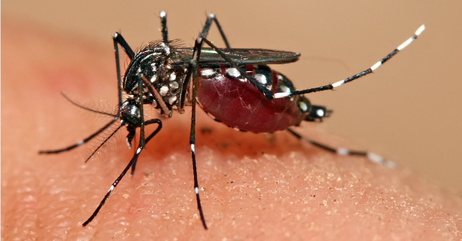 Manual to guide pacific island countries to prevent Aedes-borne diseases 