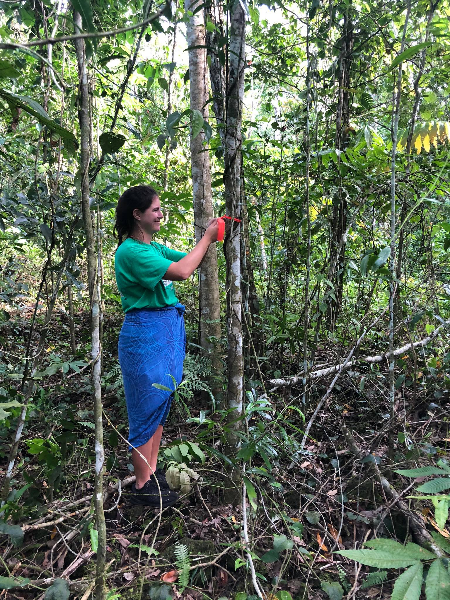 Work in progress on endemic plants: conservation worker