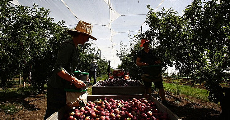 Seasonal work schemes not for working citizens
