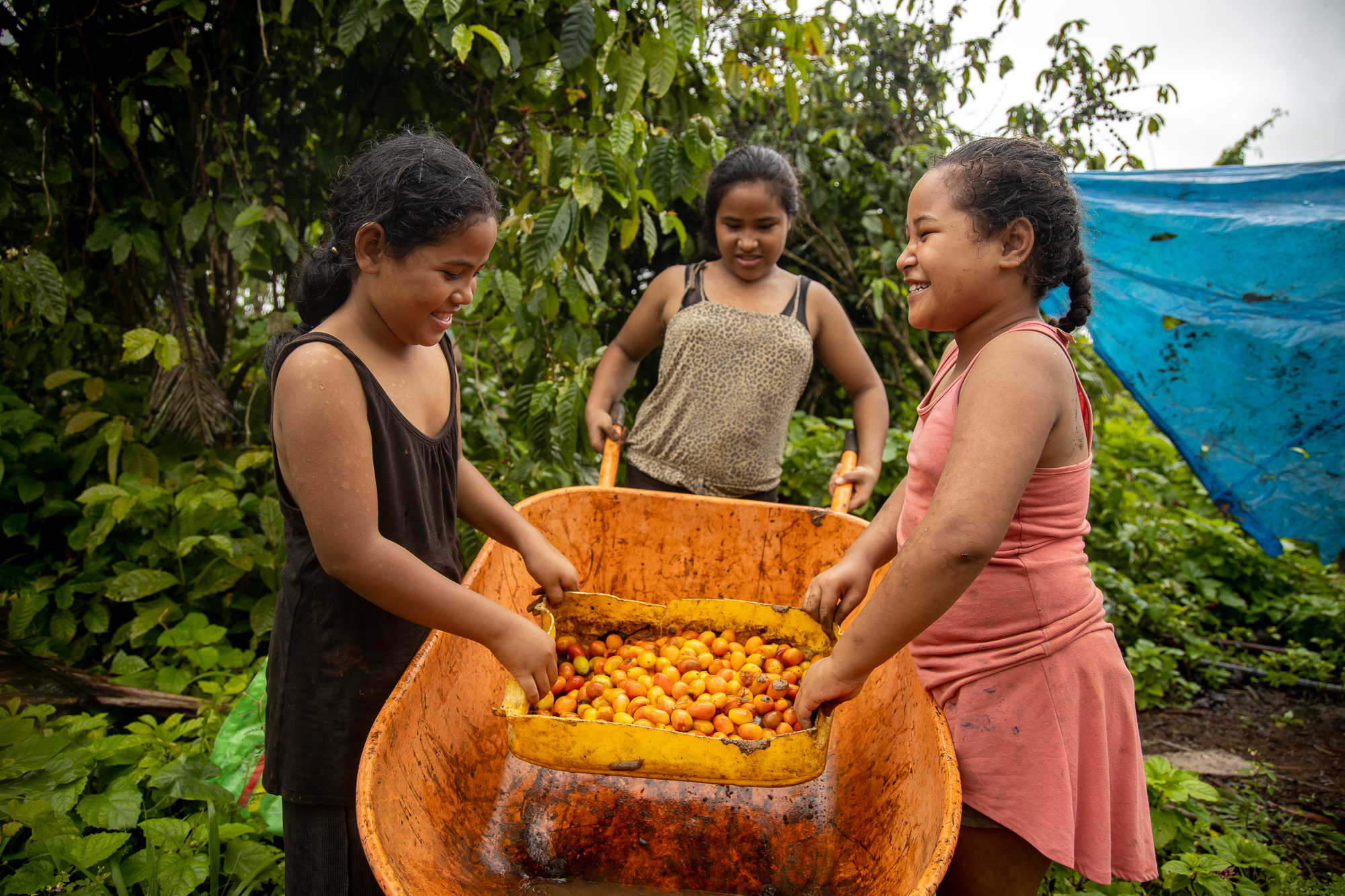 Samoa Rural Samoa Observer | For farmers, rain a blessing and a curse