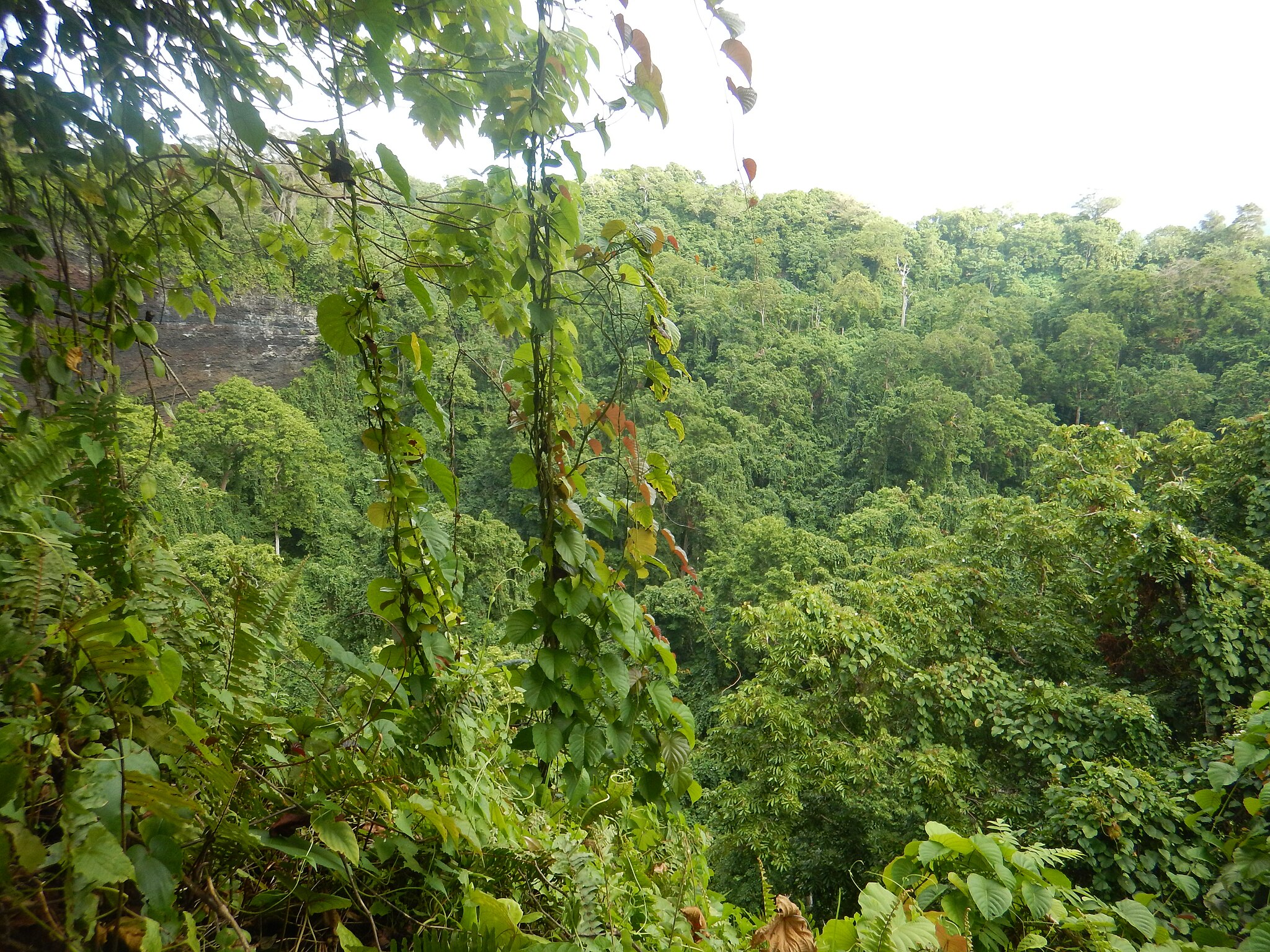 Samoa home to Polynesia's largest rainforest