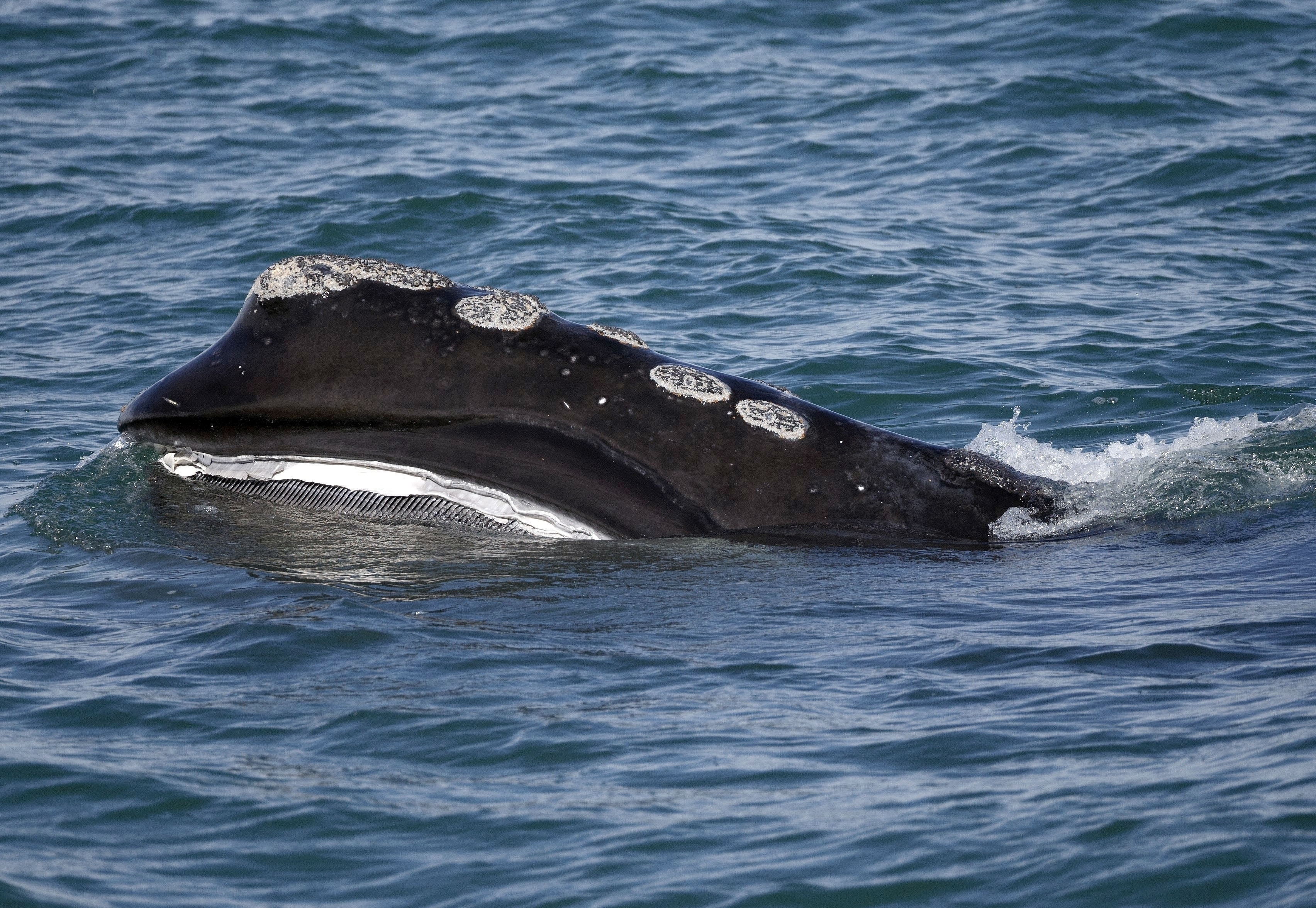 Population of North Atlantic right whales dips again, to 366