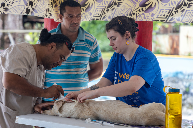 Aussie vets help to control dog population