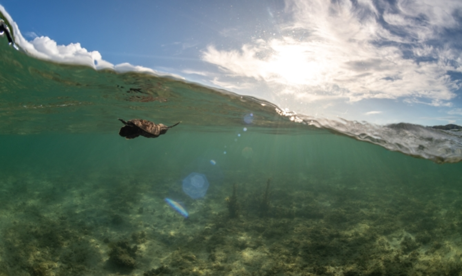 Urgent action needed for sea turtle conservation in Fiji